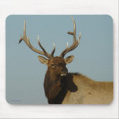 E49 Bull Elk Head and Shoulders Mousepad (Vorne)