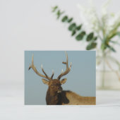 E49 Bull Elk Head and Shoulders Postkarte (Stehend Vorderseite)