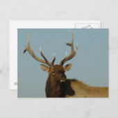 E49 Bull Elk Head and Shoulders Postkarte (Vorne/Hinten)
