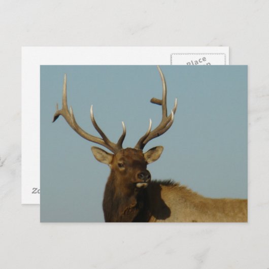 E49 Bull Elk Head and Shoulders Postkarte (Vorne/Hinten)
