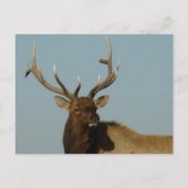 E49 Bull Elk Head and Shoulders Postkarte (Vorderseite)