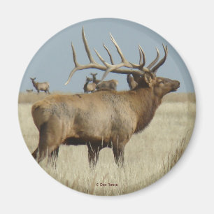 E4 Bull-Elch-Herdenmeister Magnet