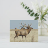 E4 Bull-Elch Postkarte (Stehend Vorderseite)