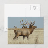 E4 Bull-Elch Postkarte (Vorne/Hinten)