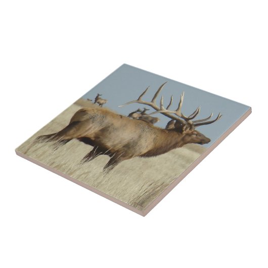 E4 Bull Elk Big Bull Fliese (Seite)