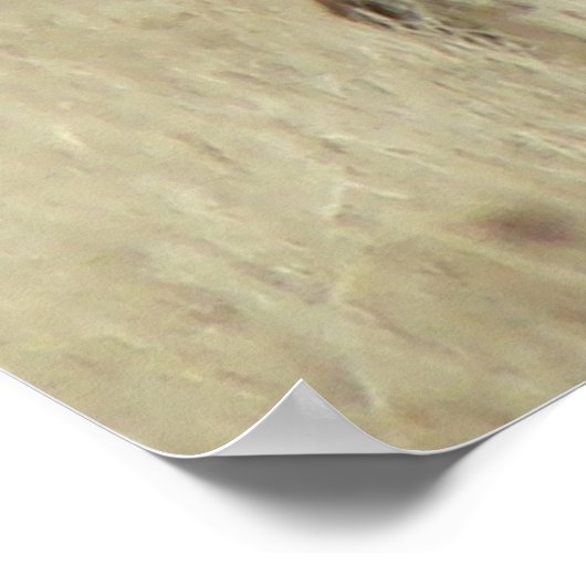 E4 Bull Elk Herd Boss Poster (Ecke)