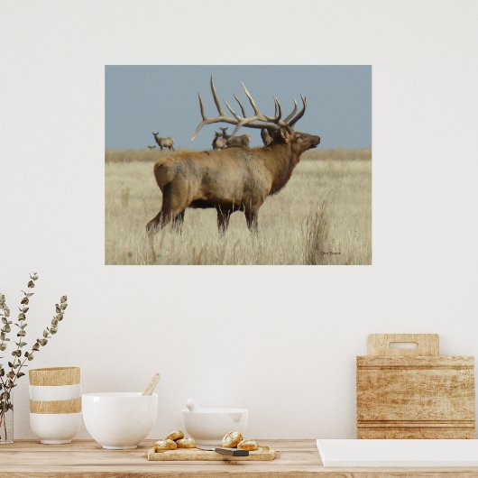 E4 Bull Elk Herd Boss Poster (Küche)