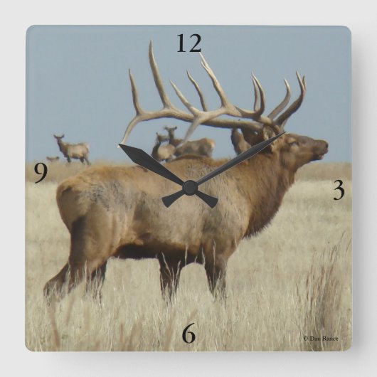 E4 Bull Elk Herd Chef Quadratische Wanduhr (Vorderseite)