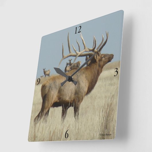 E4 Bull Elk Herd Chef Quadratische Wanduhr (Winkel)
