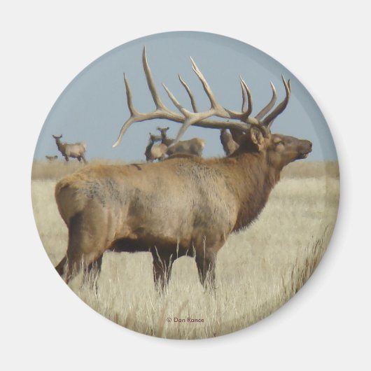 E4 Bull Elk Herd Master Magnet (Vorne)