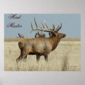 E4 Bull Elk Herd Master Poster (Vorne)
