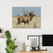 E4 Bull Elk Herd Master Poster (Heimbüro)