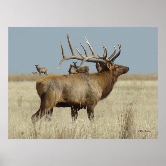 E4 Bull Elk Herd Master Poster (Vorne)