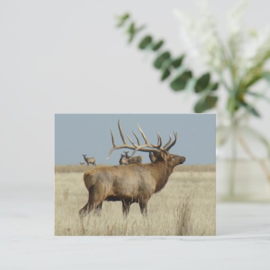 E4 Bull Elk Postkarte (Stehend Vorderseite)