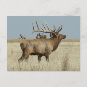 E4 Bull Elk Postkarte