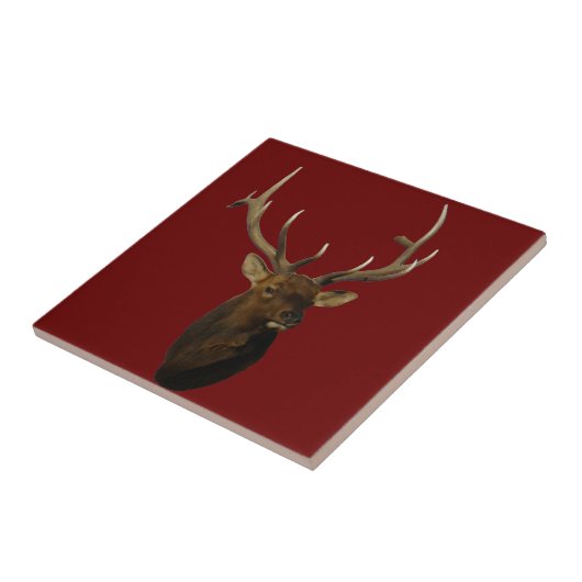 E51 Bull Elk Head Shot Fliese (Seite)