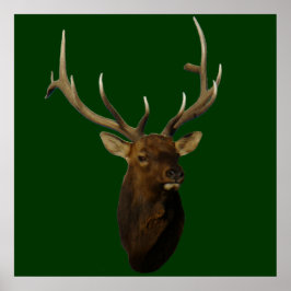 E51 Bull Elk Head Shot Poster