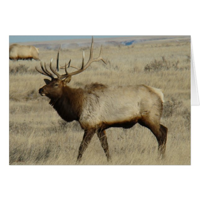 E55 Bull Elk (Vorderseite (Horizontal))