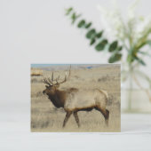 E55 Bull Elk Big Bull Postkarte (Stehend Vorderseite)