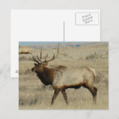 E55 Bull Elk Big Bull Postkarte (Vorne/Hinten)