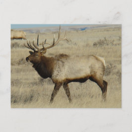 E55 Bull Elk Big Bull Postkarte