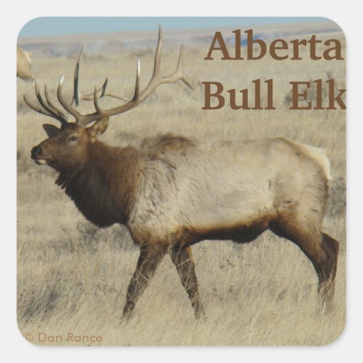 E55 Bull Elk Big Bull Quadratischer Aufkleber (Vorderseite)