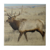 E55 Bull Elk Fliese (Vorderseite)