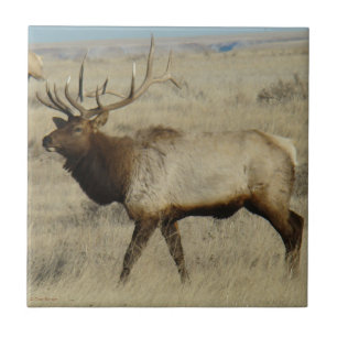 E55 Bull Elk Fliese