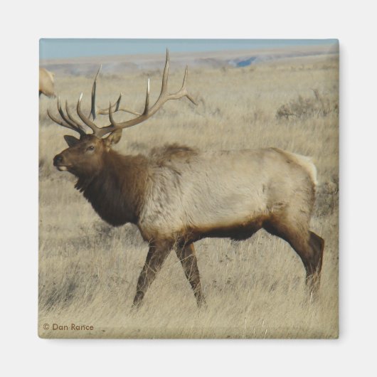 E55 Bull Elk Magnet (Vorne)