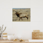 E55 Bull Elk Poster (Küche)