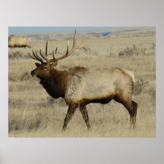 E55 Bull Elk Poster (Vorne)
