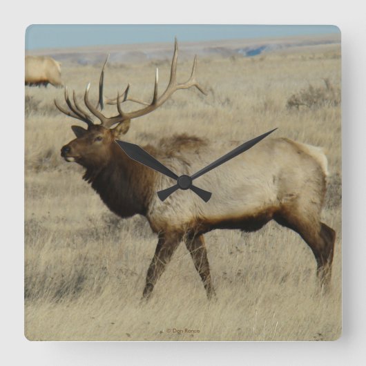 E55 Bull Elk Quadratische Wanduhr (Vorderseite)