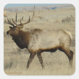 E55 Bull Elk Quadratischer Aufkleber