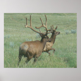 E56 BullElch in Velvet Poster