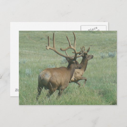 E56 BullElch in Velvet Postkarte (Vorne/Hinten)