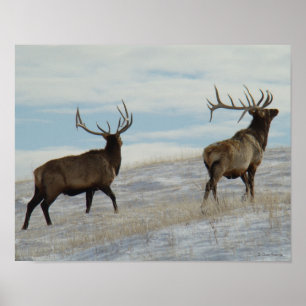 E57 Bull Elk Lucky 13 Poster
