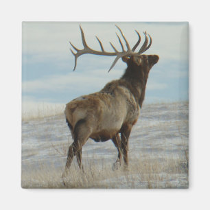 E58 Bull-Elch Lucky 13 Bulle Magnet