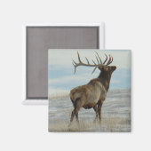 E58 Bull Elk Lucky 13 Bull Magnet (Vorderseite/Rückseite)