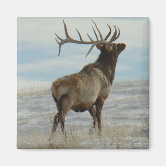 E58 Bull Elk Lucky 13 Bull Magnet (Vorne)