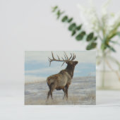 E58 Bull Elk Lucky 13 Bull Postkarte (Stehend Vorderseite)