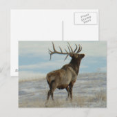 E58 Bull Elk Lucky 13 Bull Postkarte (Vorne/Hinten)