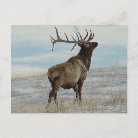 E58 Bull Elk Lucky 13 Bull Postkarte (Vorderseite)
