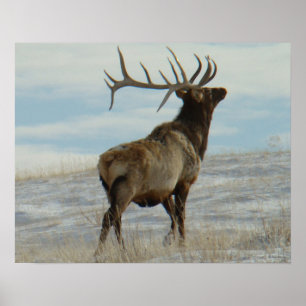 E58 Bull Elk Lucky 13 Bulle Poster