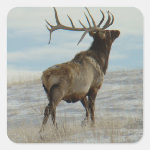 E58 Bull Elk Lucky 13 Bulle Quadratischer Aufkleber