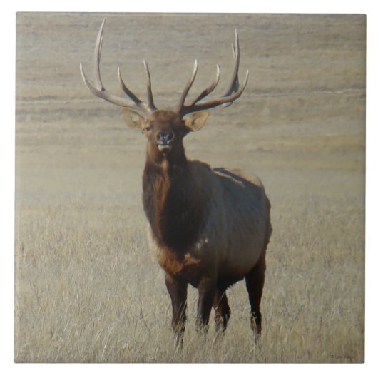 E59 Bull-Elch Fliese (Vorderseite)