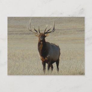 E59 Bull-Elch Großer Bulle Postkarte