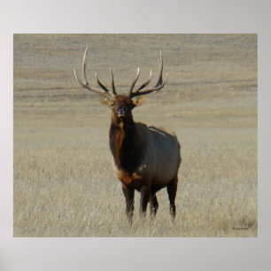 E59 Bull-Elch Poster