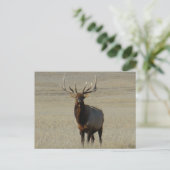 E59 Bull Elk Big Bull Postkarte (Stehend Vorderseite)