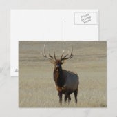 E59 Bull Elk Big Bull Postkarte (Vorne/Hinten)