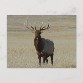 E59 Bull Elk Big Bull Postkarte